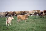 Dairy Cows, Fernwood, Humboldt County, ACFV01P14_14.2459