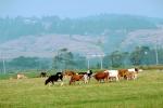 Dairy Cows, Fernwood, Humboldt County, ACFV01P14_15.4098