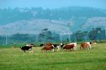 Dairy Cows, Fernwood, Humboldt County, ACFV01P14_16.4098