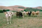 Beef Cows, north of Eureka, Humboldt County