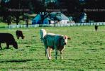 Cow, Jolon, Monterey County, ACFV02P01_02.1709