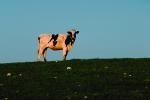 Cows, Monterey County, ACFV02P01_03.4098