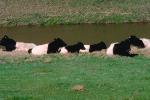 Beef Cows, Altamont Pass, California, ACFV02P01_07.4098