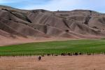Beef Cows, Diablo Range, Carizzo Plain