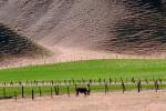 Beef Cows, Diablo Range, Carizzo Plain, ACFV02P01_14.4098