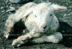 Lamb, Newborn, ACFV02P01_15B