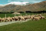 Lamb, Mount Cook, New Zealand