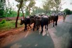Cow, Bayad Taluka, India, Gujarat, ACFV02P01_19.4098