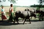 Brahma, Girl, Cattle, ACFV02P02_10
