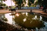 Cow, Bayad Taluka, Gujarat, India, ACFV02P02_12.4098