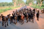 Goats, Cow, Bayad Taluka, Gujarat, India, ACFV02P02_13.4098