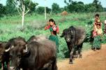 Brahma, Girl, Cattle, ACFV02P02_18