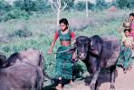 Cow, Bayad Taluka, Gujarat, India, ACFV02P02_19