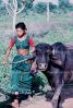 Cow, Bayad Taluka, Gujarat, India, Brahma Bull
