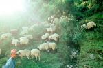 Goats, Nepal, Araniko Highway, ACFV02P03_07