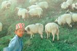 Goats, Nepal, Araniko Highway, ACFV02P03_07B