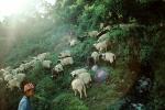 Goats, Nepal, Araniko Highway, ACFV02P03_08