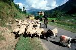 Goats, Nepal, Araniko Highway, ACFV02P03_09