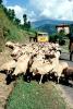 Goats, Nepal, Araniko Highway, ACFV02P03_09B