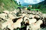 Goats, Nepal, Araniko Highway, ACFV02P03_11
