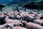 Sheep, Herding, Araniko Highway, Himalayas, Nepal, ACFV02P03_12