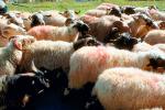 Sheep, Herding, Araniko Highway, Himalayas, Nepal, Araniko Highway