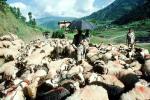 Goats, Nepal, Araniko Highway, ACFV02P03_15
