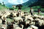 Goats, Nepal, Araniko Highway, ACFV02P03_16