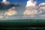 Cows, Cumulus Clouds, ACFV02P04_04