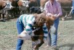 taking down a calf, Branding, Round-up, Wyoming, ACFV02P05_19