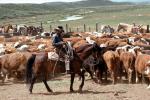 Branding, Calf, Cowboy, Rope, Herd, Horse, ACFV02P06_07