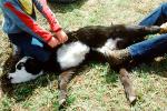 Branding, Calf, inoculating a calf, Cowboy, ACFV02P07_01B