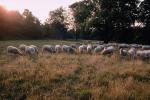 Sheep, Norfolk County, England