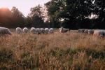 Sheep, Norfolk County, England