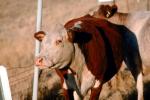 Cow, Altamont Pass, California, ACFV02P08_11.4098