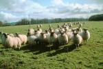 Sheep, Kilmartin Valley, Scotland, ACFV02P08_17.4098