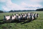 Sheep, Kilmartin Valley, Scotland, ACFV02P08_18.1709