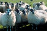 Sheep, Kilmartin Valley, Scotland, ACFV02P08_19.1567