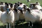 Sheep, Kilmartin Valley, Scotland, ACFV02P08_19