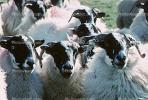 Sheep, Kilmartin Valley, Scotland, ACFV02P08_19B