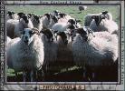 Sheep, Kilmartin Valley, Scotland, ACFV02P08_19C