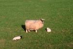 Sheep, Lamb, Kilmartin Valley, Scotland, ACFV02P09_01.4098