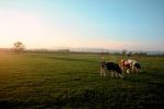 cows, Lyon Region, France, Beef Cows