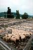 shearing sheep, ACFV02P10_08.1709