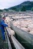 shearing sheep, ACFV02P10_09