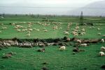 Sheep grazing, wool