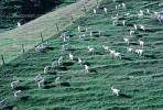 Sheep, South Island, New Zealand, ACFV02P11_02