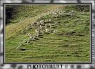 Sheep, South Island, New Zealand, ACFV02P11_03