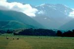 Sheep, South Island, New Zealand, ACFV02P11_04.4098