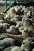 Sheep, South Island, New Zealand, ACFV02P11_05.4098